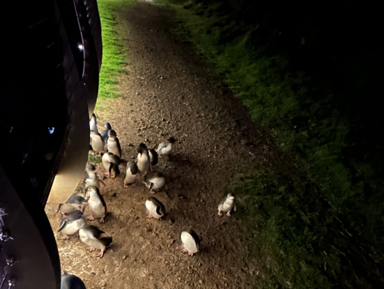 ほんとに小さなペンギンがゾロゾロ
