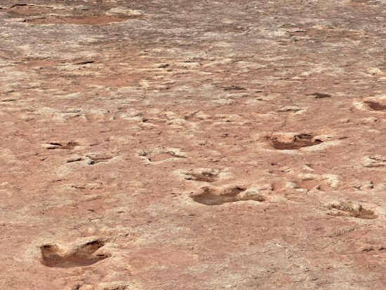 これも新しいコースの恐竜の足跡