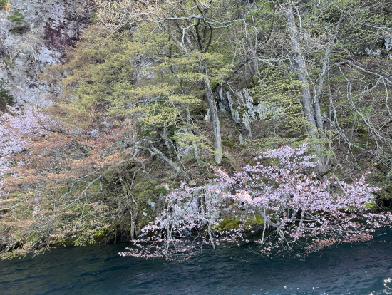 まだ桜が咲いてました。