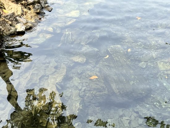 魚と一緒に泳ぎます