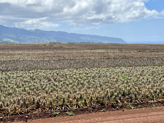 一面パイナップル畑!収穫寸前でした。
