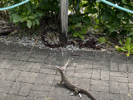 小さな子達はたくさん、アイスを食べていたら大きな子に遭遇!