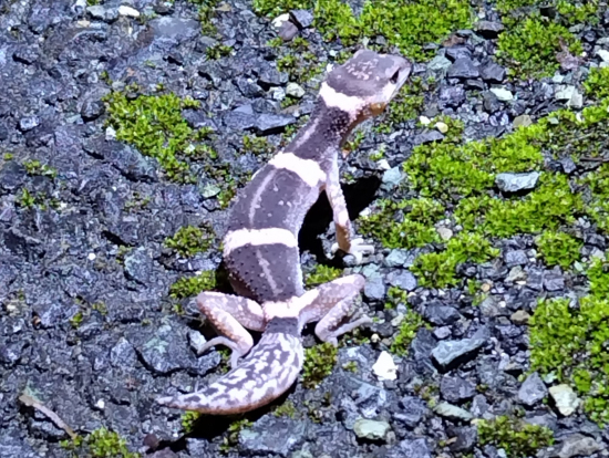 とても可愛らしいオビトカゲモドキ