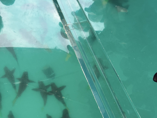 グラスボートだから、魚も鑑賞出来ました!