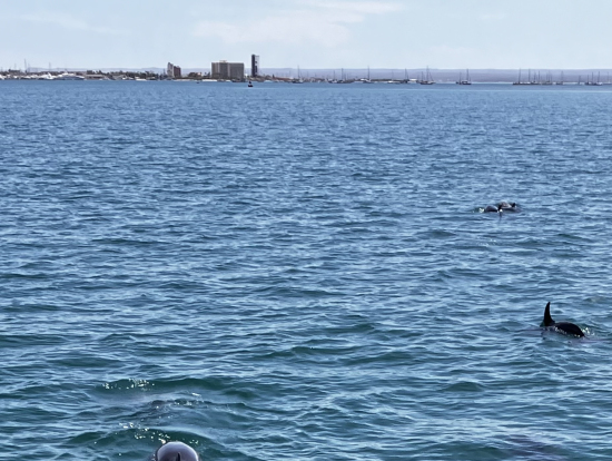 イルカの群れに何回も遭遇