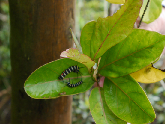 オオゴマダラの幼虫