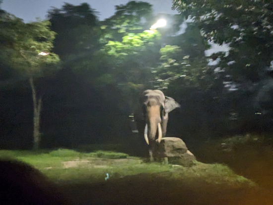 トラムから撮影、フラッシュ禁止で画質悪くてすぃません。