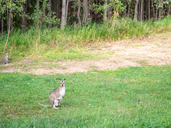 運が良ければワラビーに出会えます!