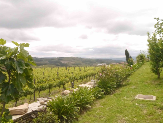 Douro Valley Winery_1