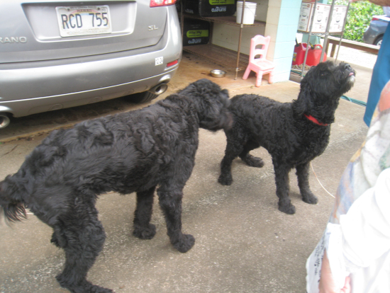 果樹園の看板犬