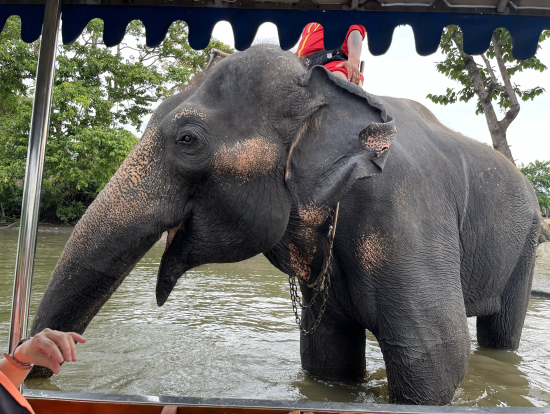 象の餌やり体験
