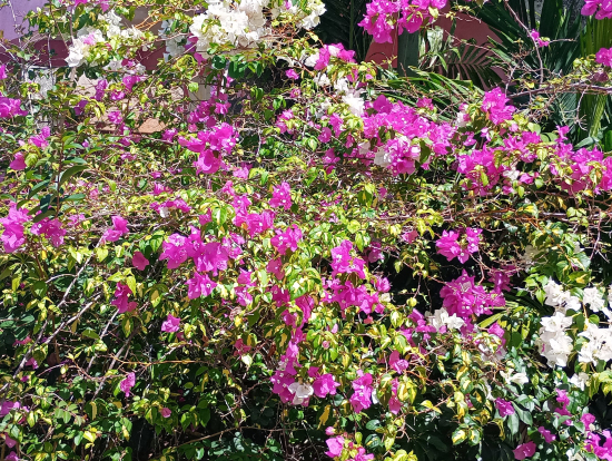 ブーゲンビリアが美しかったです