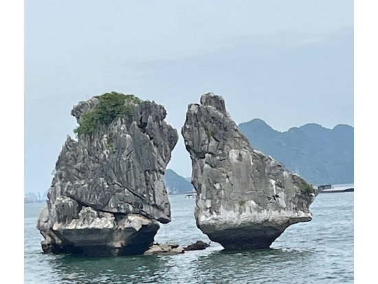 夫婦鳥:紙幣にのっています