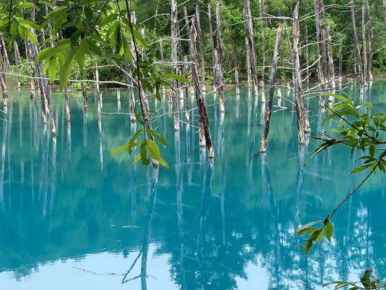 青池の1枚、妙な泡が移動していた。アオッシーか?