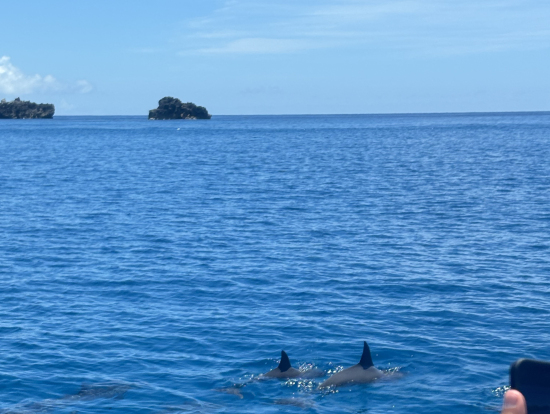 イルカ見れました