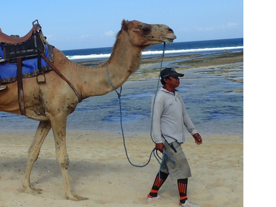 海とラクダ