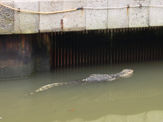 運河にはこんな生物も(笑) 運が良ければ?