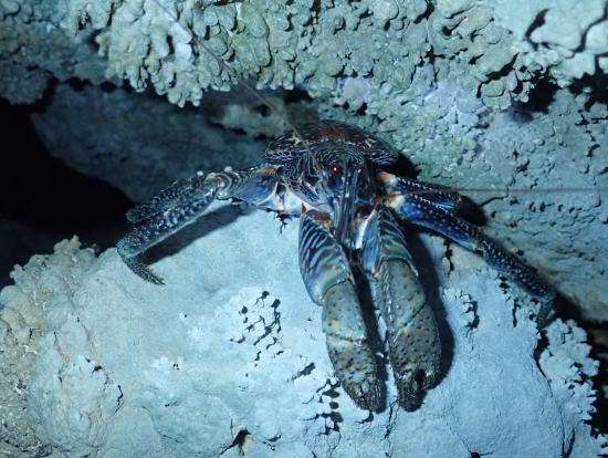 色鮮やかなヤシガニさん!