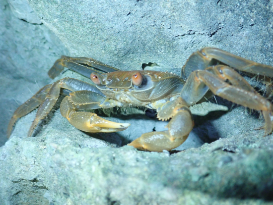 岩の隙間にカニさんもいたよ!