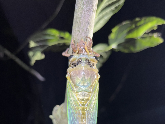 セミの羽化に間に合った!