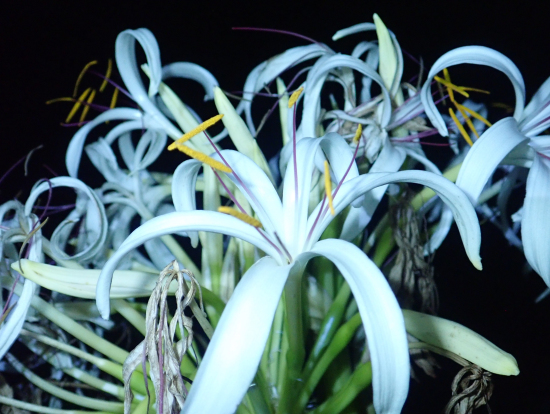 神秘的な植物もたくさん!