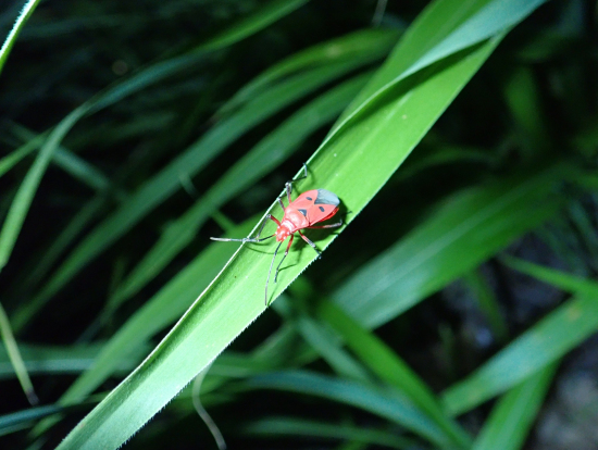 昆虫も色鮮やか!