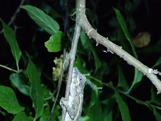 ヤモリさん、よく見つけたと思う!