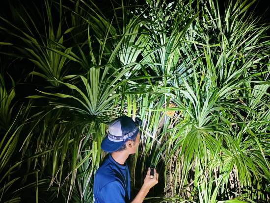 スリル満点なジャングル!