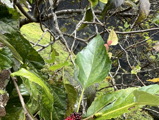 桑の葉の赤い身が美味しかった
