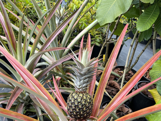 こんなに立派に育つのね！