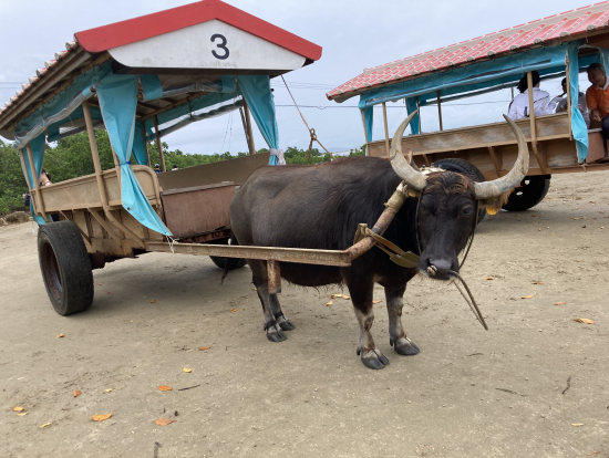 この牛車に乗りました