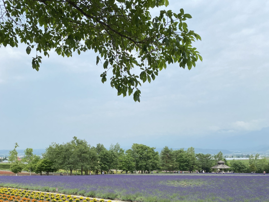 富田ファームの美しい花花壇。ラベンダーだけではありません