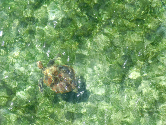 浅瀬を泳ぐウミガメ