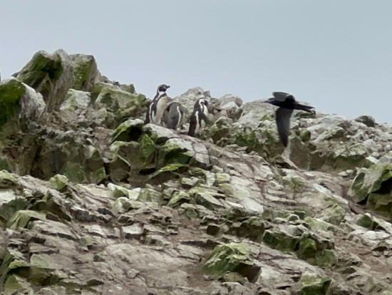 フンボルトペンギン