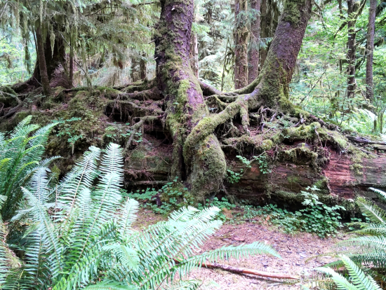 ホー・レインフォレスト