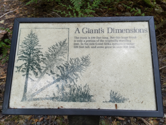 ホー・レインフォレスト