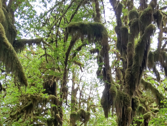 ホー・レインフォレスト