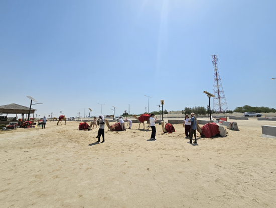 ラクダさんがたくさん