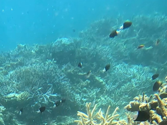 バラス島シュノーケリング