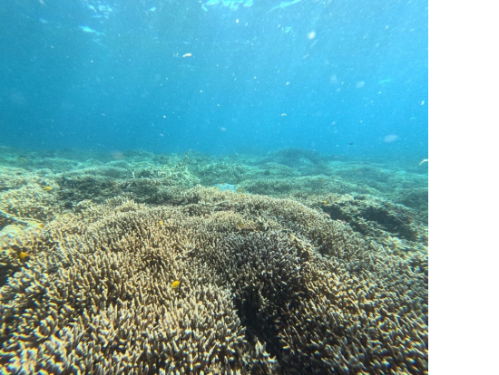 バラス島シュノーケリング