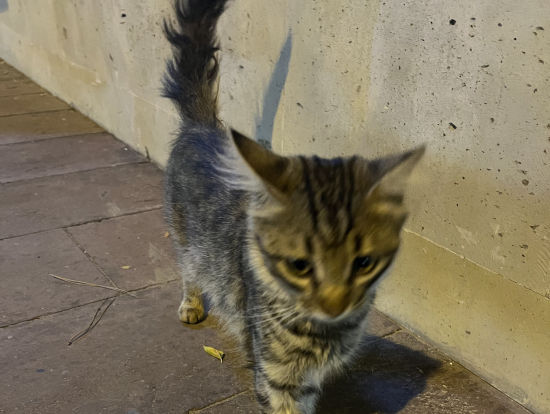 カッパドギア猫