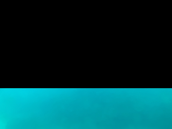 カラフルな魚も