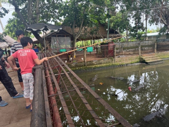 ワニの餌やり。子どもは楽しめます。入園+エサ代で6万ドン