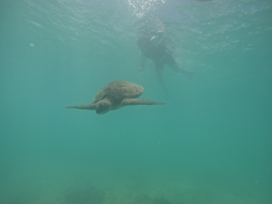 Snorkeling