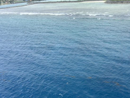 パラシュート中にウミガメが見えました!