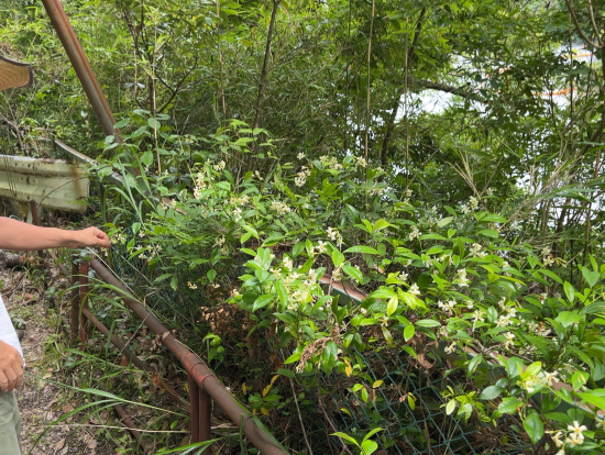 ②三石山展望広場に上がる道中の山椒の木