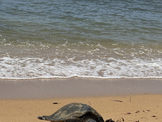 ウミガメに会えました。およいでいるウミガメもいました。