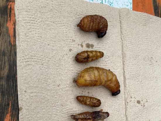ジョッドフェアーズナイトマーケットで昆虫食に挑戦2