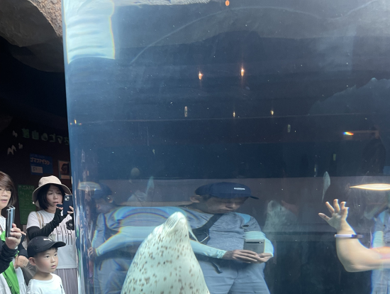 目の前を泳いで行きました。