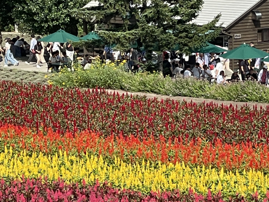広い敷地内に花がたくさん。ラベンダーの匂いが漂う